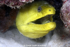 Green Morey by Rene Oude Avenhuis 
